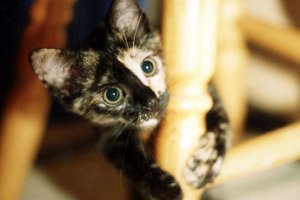 kot Surik i jego taboret